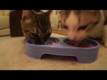 ツンギレのうちの猫の猫缶へのはしゃぎっぷりがハンパない