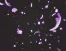 【Novelsm@ster】渋谷凛とアイドル活動記録　第二話　前編【モバマス】