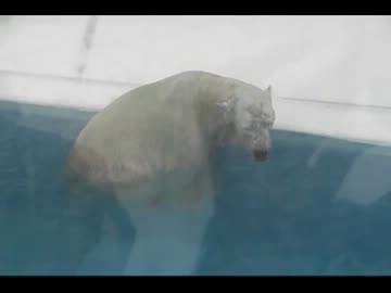 シロクマくん
