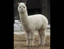 伝説のアルパカ