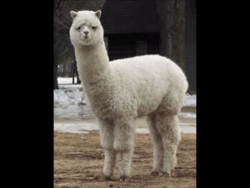 伝説のアルパカ