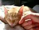 猫が茶色で日向ぼっこは最強。 #9