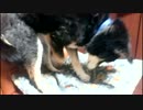 座布団をひたすら掘る犬。