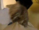 かけあがるぬこ