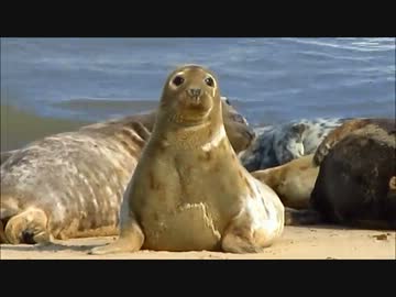 嫁に内緒で風車とアザラシを見に行く
