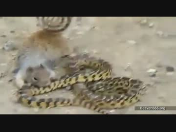 【捕食動画】 ヘビを食べるリス