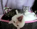 あくびがブサイクすぎる白猫（スロー）
