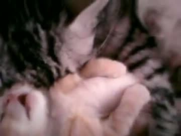 夢見ている子猫をムギュッと抱きしめる猫