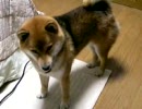 首をかしげる柴犬