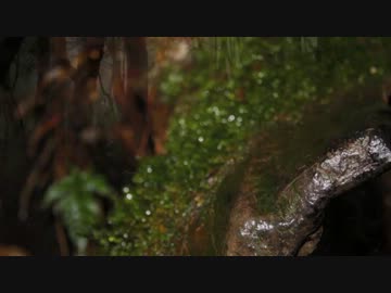 【NNI】雨の春にけむる森【春ニカ祭2012】