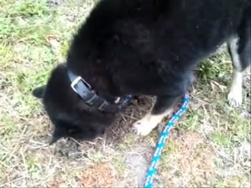 穴を掘る柴犬