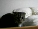 飼い主の寝床に通うねこ。