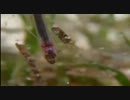 ナマコの体内に隠れ住むカクレウオ