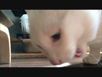 【バイク整備】冬は室内でヌクヌク整備～part7【ねこバイ】