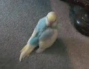セキセイインコの羽繕い