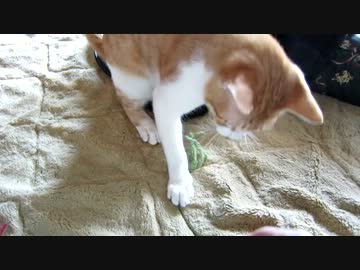 投げたおもちゃがかえってくるシステム
