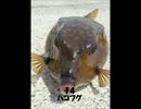 【うp主に挑戦】春なので釣魚の写真晒してみる【外道50種目】