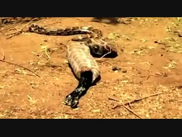 【捕食動画】 ヤギの丸飲みに豪快に失敗する大蛇