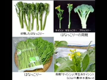 はなっこりー ニコニコ動画