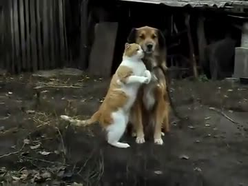 仲良く寄り添う犬猫カップル