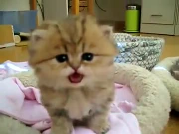 ハロー !　クリケット