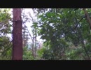 - Natural Echo - 5