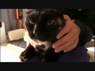 うちのぬこがイケメンすぎる件