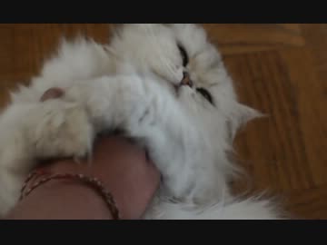 腕を抱き枕にしたがる猫