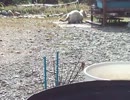 猫との遭遇！！ワンコ