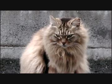 ぬこ39