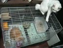 【九死に】迷い猫11【一生を得る】