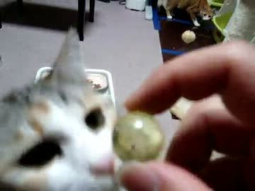 【ぬこ】恩師の猫屋敷に遊びに来ました