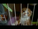 ねこじゃらしで遊ぶ猫