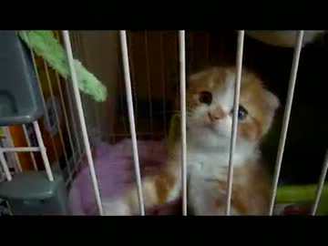 ねこじゃらしで遊ぶ猫