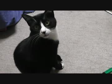 大型キャットタワーに出会う猫【その１】