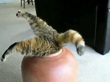 とっても可愛い犬　猫たち