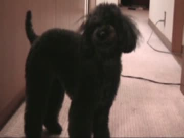 【ゆっくり実況】ゴジラ列島震撼で日本を守る！　part嘘前編