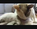 青目の猫が家にやってきた