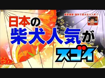 海外で日本の柴犬人気がスゴイ