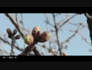 【飛ぶように】　春に一番近い街　【歌ってみた】