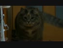 【リア獣】 うちの猫がもってくる。　【猫万歳】