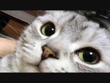 【１week】毎日絶対にぐぐってはいけない言葉を怖くないように実況するお