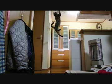 けしからん猫の跳躍力はあなどれない。