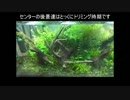 ジャングル系水草水槽の立ち上げ時の水草の量と配置