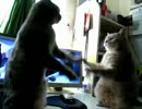 可愛い猫のじゃれあいをアフレコしてみた【ＮＧ編】