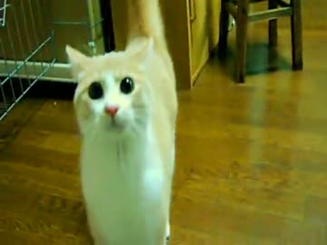 【猫】が【てってってー】と寄って来る。