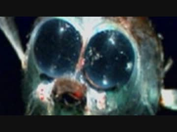 【１week】毎日絶対にぐぐってはいけない言葉を怖くないように実況するお