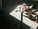 いとこの家ではしゃぐわんこたち