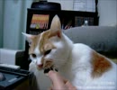 夜な夜な猫集会 10円玉に噛みつく猫曰く「不味い！もう一噛み！」