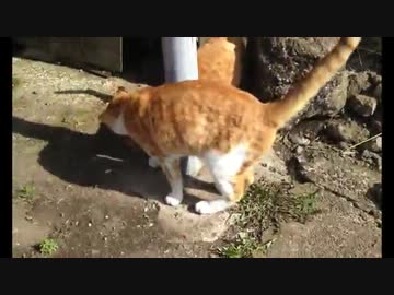 マタタビで猫フルヌッコ